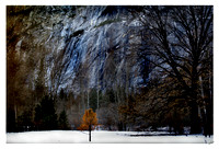 Yosemite-My Lil Tree