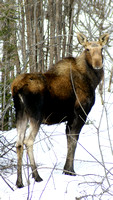 Revelstoke Moose