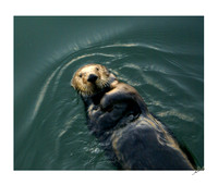 Otter Hug