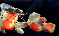 Cicada-Grand Canyon