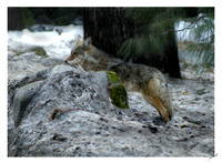 Yosemite-Coyote