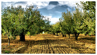 Gizdich Apple Orchard
