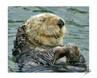 Giggling Otter