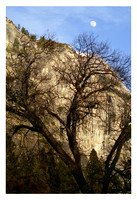 Yosemite-Tree of Old